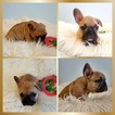 Small Photo #9 French Bulldog Puppy For Sale in ARLETA, CA, USA
