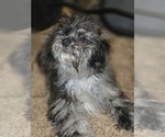 Small #2 ShihPoo