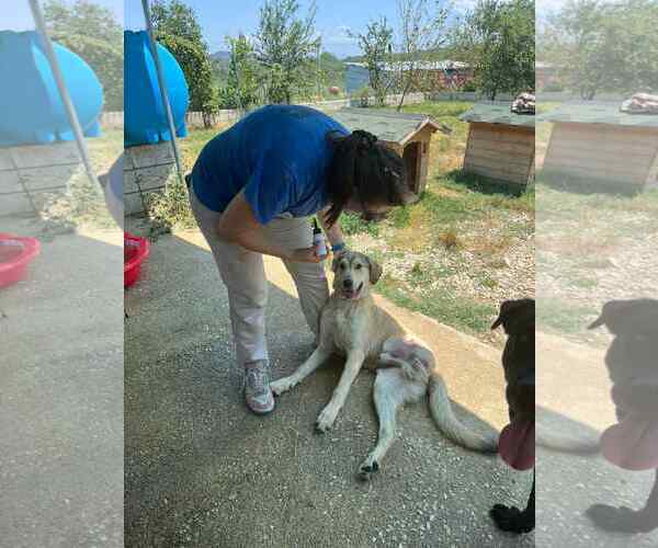 Medium Photo #3 Anatolian Shepherd-Unknown Mix Puppy For Sale in NYC, NY, USA