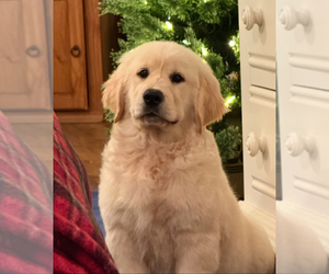 English Cream Golden Retriever Puppy for Sale in DAWSONVILLE, Georgia USA