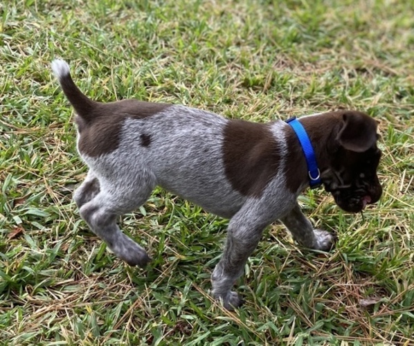 Medium Photo #1 German Shorthaired Pointer Puppy For Sale in SUMMERVILLE, SC, USA