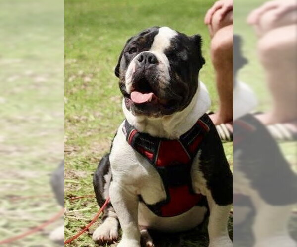 Medium Photo #7 Bulldog Puppy For Sale in St. Louis Park, MN, USA
