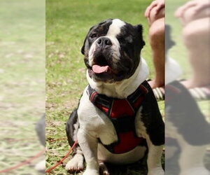 Gherkin - Male Bulldog Dog for Adoption - Photo #7