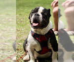 Small #6 Bulldog
