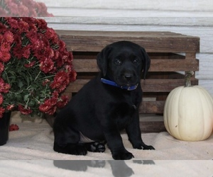 Labrador Retriever Puppy for sale in NOVI, MI, USA
