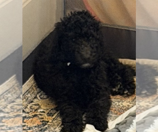 Medium Photo #3 Poodle (Standard) Puppy For Sale in THOMASVILLE, GA, USA