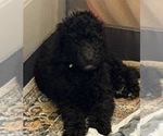 Small #2 Poodle (Standard)