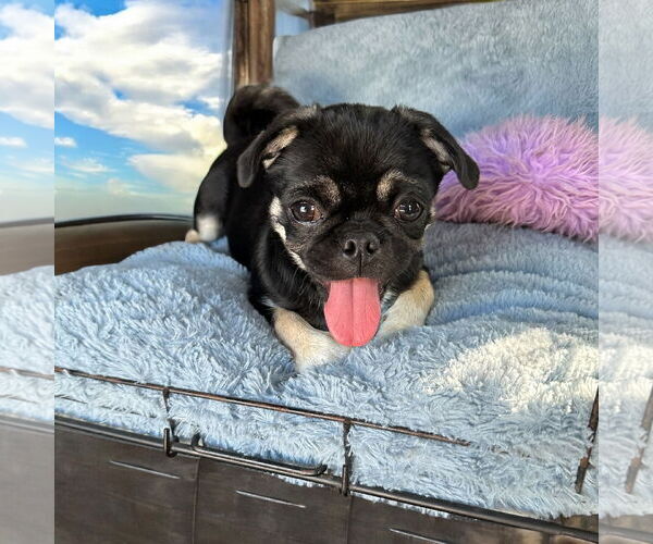 Medium Photo #1 Pug Puppy For Sale in Menifee, CA, USA