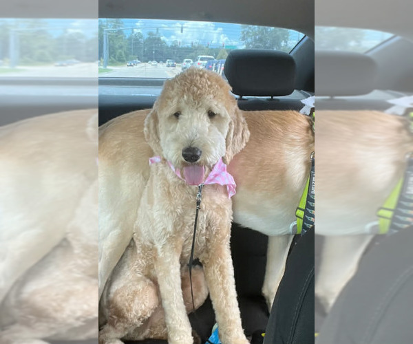 Medium Photo #2 Mutt Puppy For Sale in Holly Springs, NC, USA