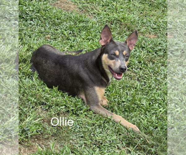 Medium Photo #1 Mutt Puppy For Sale in Morganville, NJ, USA