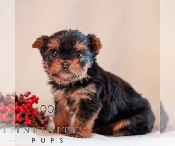 Medium Photo #3 Yorkshire Terrier Puppy For Sale in REINHOLDS, PA, USA