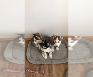 Siberian Husky Puppy for sale in ROCHESTER, MN, USA
