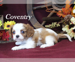 Cavalier King Charles Spaniel Puppy for sale in CHANUTE, KS, USA