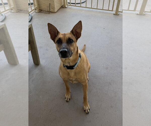 Medium Photo #1 Mutt Puppy For Sale in Chandler, AZ, USA