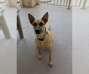 Mutt Dogs for adoption in Chandler, AZ, USA