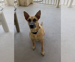 Small Mutt