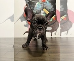 Small Photo #4 French Bulldog Puppy For Sale in ONTARIO, CA, USA