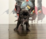 Small #3 French Bulldog