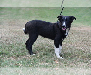 Border Collie Puppy for sale in TYLER, TX, USA