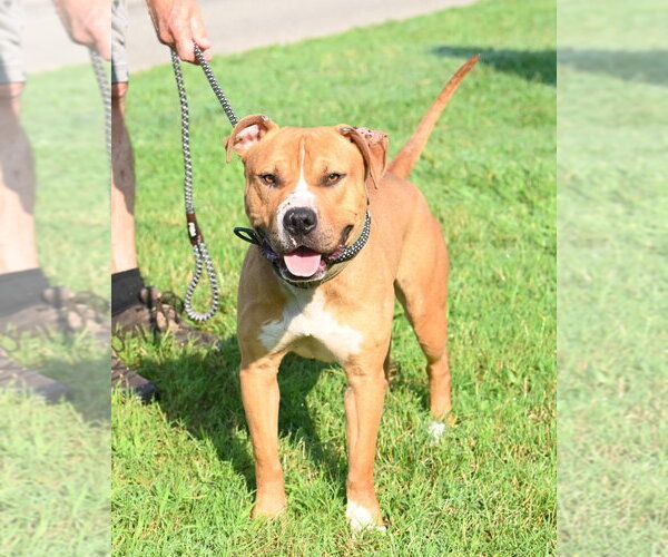 Medium Photo #3 Mutt Puppy For Sale in Glen Allen, VA, USA