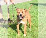 Small #2 Mutt