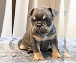 Small #25 English Bulldog