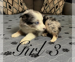 Small #8 Australian Shepherd