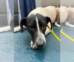 Labrador Retriever-Unknown Mix Dogs for adoption in Mobile, AL, USA