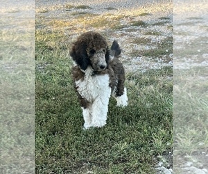 Poodle (Standard) Puppy for sale in PIQUA, KS, USA