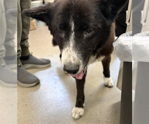 Border Collie-Unknown Mix Dogs for adoption in San Bernardino, CA, USA