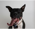 Small #20 American Pit Bull Terrier Mix