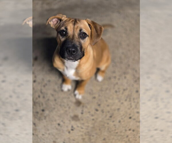 Medium Photo #1 Mutt Puppy For Sale in Crandall, GA, USA