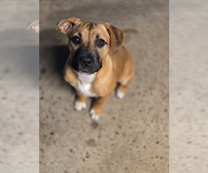 Mutt Dogs for adoption in Crandall, GA, USA