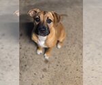 Small Mutt