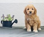 Small Photo #4 Goldendoodle-Poodle (Toy) Mix Puppy For Sale in NAPPANEE, IN, USA