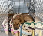 Small #4 Carolina Dog Mix