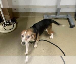 Beagle Dogs for adoption in Easton, MD, USA