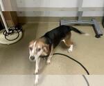 Small Beagle