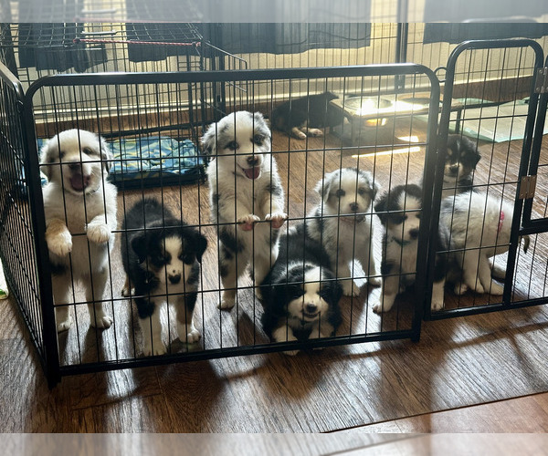 Medium Photo #1 Miniature Australian Shepherd Puppy For Sale in CRESTLINE, CA, USA