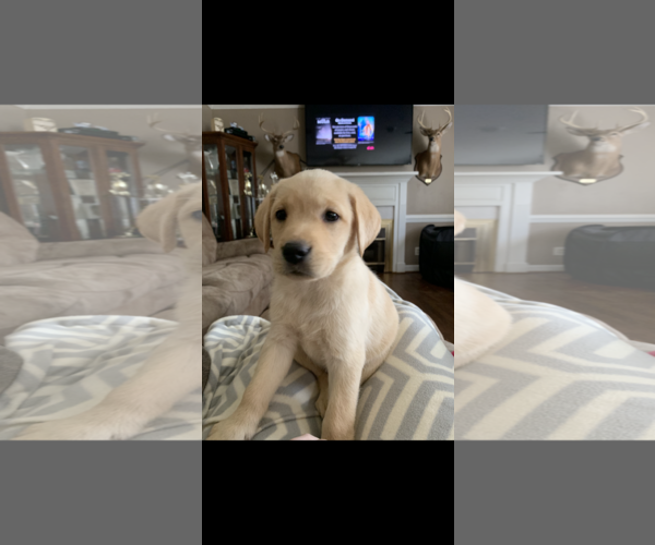 Medium Photo #1 Labrador Retriever Puppy For Sale in ZEBULON, NC, USA