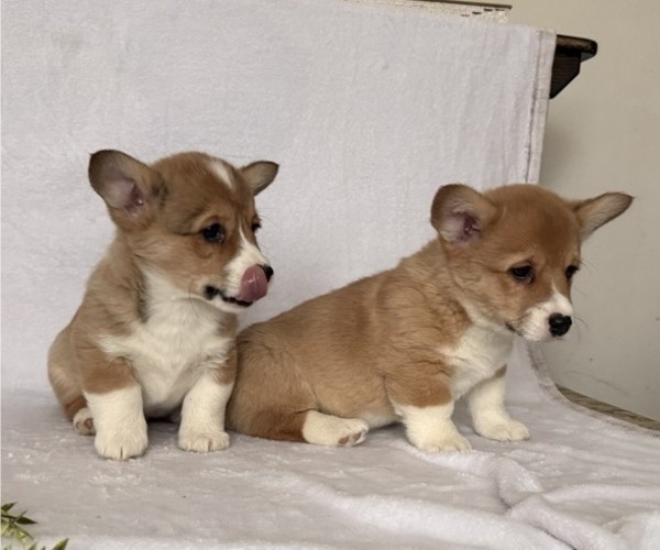 Medium Photo #6 Pembroke Welsh Corgi Puppy For Sale in STANLEY, WI, USA