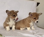 Small #5 Pembroke Welsh Corgi