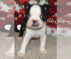 Boston Terrier Puppy for sale in CRKD RVR RNCH, OR, USA