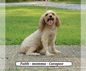 Mother of the Cavapoo-Poodle (Miniature) Mix puppies born on 01/04/2024