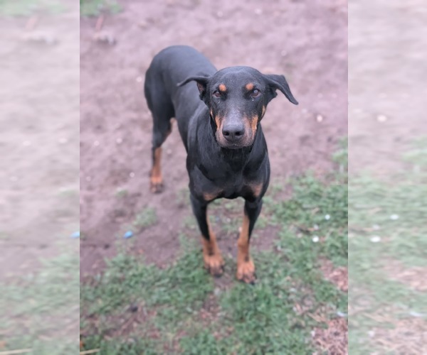 Medium Photo #3 Doberman Pinscher Puppy For Sale in Sandy, UT, USA