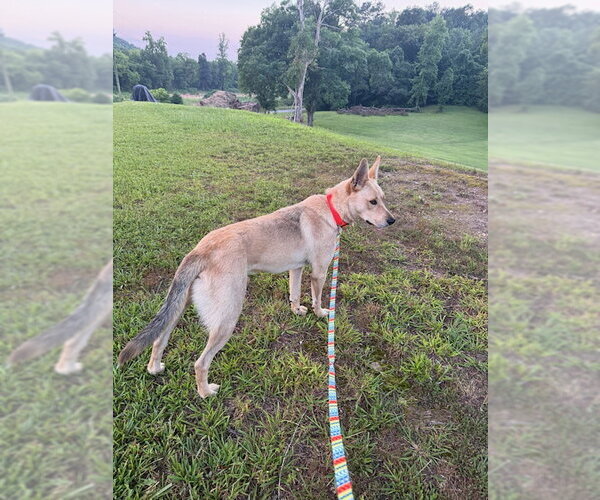 Medium Photo #6 Shepradors Puppy For Sale in Attalka, AL, USA