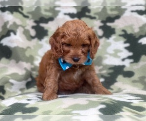 Cocker Spaniel-Poodle (Miniature) Mix Puppy for sale in LAKELAND, FL, USA