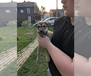 American Pit Bull Terrier-Siberian Husky Mix Puppy for sale in NEW BETHLEHEM, PA, USA