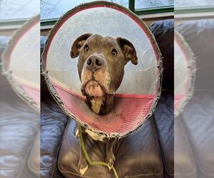 Mutt Dogs for adoption in Anchorage, AK, USA