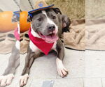 Small #3 American Pit Bull Terrier Mix